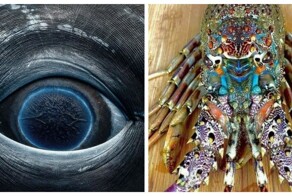 30 случаев, когда океан открыл свои тайны и красоту