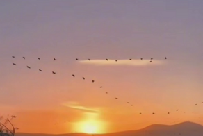 Очевидцы засняли один из крупнейших миграционных маршрутов птиц в мире