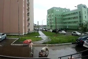 Алабай напал на корги в Саратове