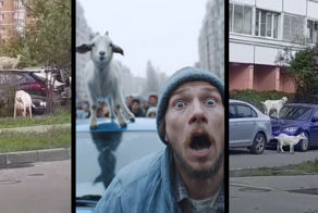 «Им это нравится»: в Москве козы прыгали по&nbsp;автомобилям и ели антенны