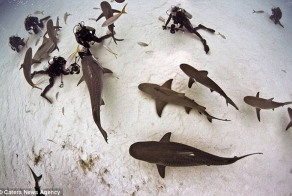 Заклинатель тигровых акул (5 фото + 1 видео)