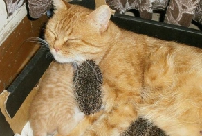 Настоящая кошка-мать (10 фото)