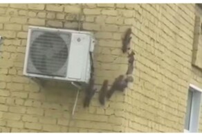 Белка привела бельчат в кировский роддом