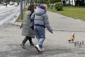 Заботливые люди помогли птицам перейти дорогу
