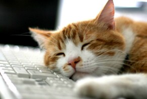 Ученые советуют спать на рабочем месте