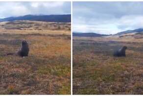 Морской лев забрёл в парк, расположенный в 30 километрах от воды