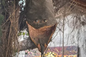 Таксидермия кошмаров: 30 жутких и абсурдных творений мастеров-чучельников