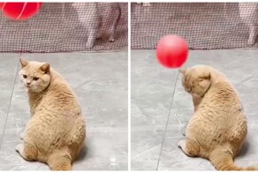 Неудачливый рыжий кот