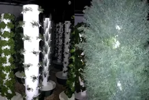 Садоводы в обмороке: вертикальное выращивание укропа