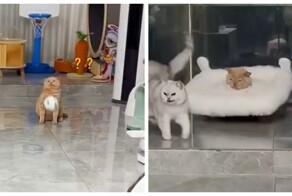 Самый неудачливый рыжий кот