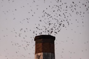 Небесное шоу стрижей в Портленде