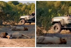 В Африке туристы засняли двух львов, которые так сильно объелись, что несколько часов не могли встать