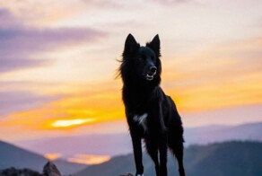 Пёс из красноярского приюта попал на страницы журнала Vogue