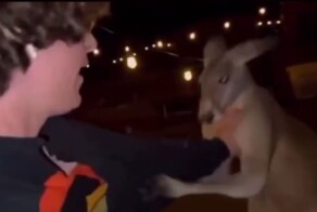 Нестандартный способ победить кенгуру в схватке