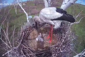 Аист выбросил птенца из гнезда