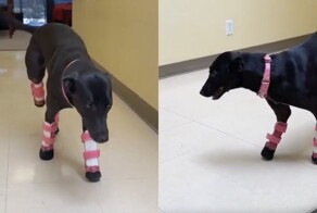 Собакам подарили протезы — теперь их жизнь в 100 раз лучше