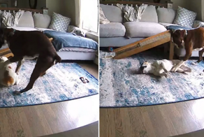 Пёс помог своему другу во время эпилептического припадка