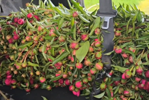 Двое находчивых предпринимателей из Краснодара воровали с кладбищ пионы