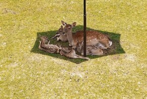 Намешалось