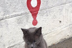 20+ котиков с умилительными мордашками, способными растопить даже самое чёрствое сердце