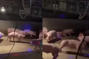 Мужчина устраивает дискотеки для своих питомцев