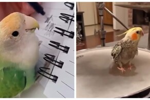 Попугаи подражают звукам
