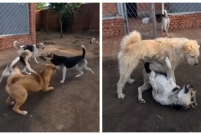 Так выглядит авторитет