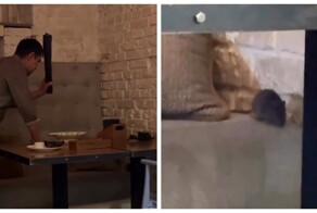 В московском кафе крыса упала с потолка прямо на одного из гостей