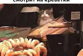 Не ищите здесь смысл. Здесь в основном маразм