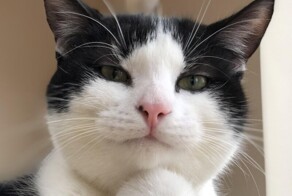 20+ котеек, которые ежедневно решают важные задачи и дают нам ценные жизненные уроки