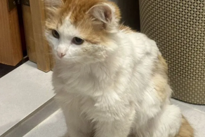 Котик с Донбасса