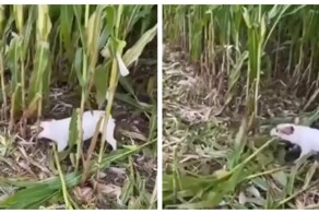 Пёс собирает кукурузу