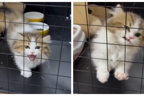 Котёнок потерял сигнал
