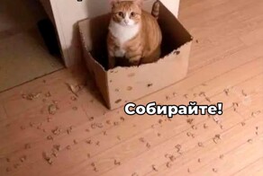 Скрины из соцсетей