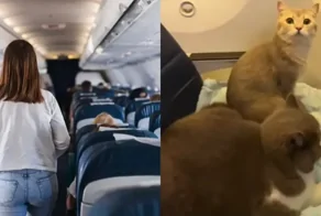Владельцы кошек обеспечили своим питомцам отдельные посадочные места в  самолёте