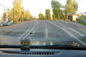 Ёж перешёл дорогу по «зебре» в Санкт-Петербурге 