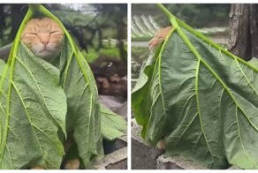 Мудрый старец-отшельник в горах Эквадора