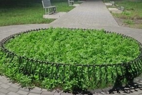 Жители Бийска пожаловались в мэрию на конопляную клумбу в центре города
