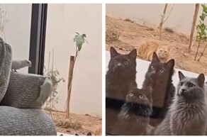 Коты наблюдают за попугаями в доме