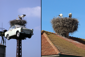 Гнездо аиста: обзор одной из самых интересных конструкций в природе