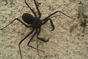 Бесхвостые скорпионы (20 фото + 1 гифка + 3 видео )