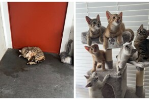 Девушка спасла кошку с новорожденными котятами и оставила их всех себе