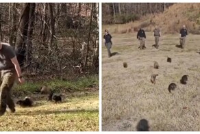 Первый рабочий день у американских щенков-полицейских