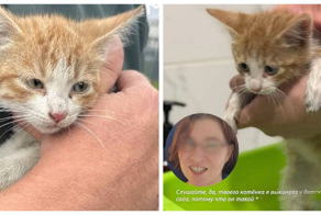 Двухмесячного котёнка выкинули во двор в Питере сразу после покупки