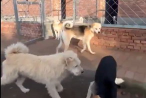 В Китае нашли самого крутого пса, способного остановить любую суету