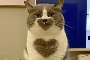 Коты как проводники гармонии: 20 примеров того, как усатые создают уют в доме и равновесие во Вселенной