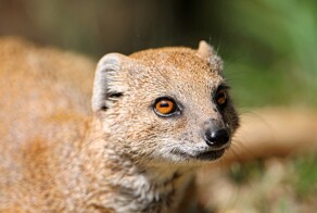 7 фактов о бесстрашных змееборцах с суперспособностями