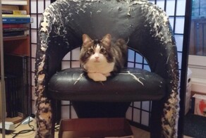 Коты-провокаторы: 20 ситуаций из жизни, когда хозяин едва сдерживает нервный тик