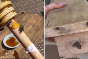 Самые маленькие пчёлы, которые делают мёд не только из цветов, но и из фруктов