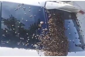 Пчелы облепили автомобиль во Владивостоке